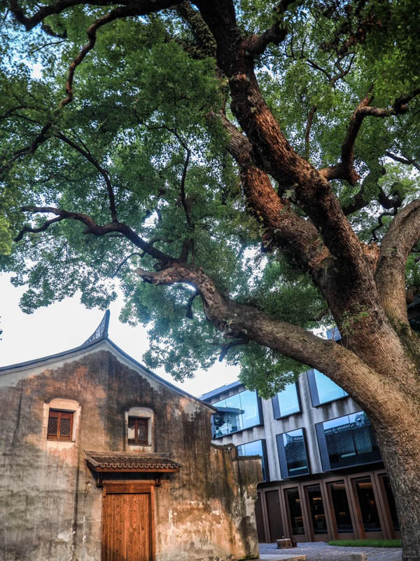 台州临海府城印酒店测评体验报告:古城墙下的古樟老宅 台州临海府城印酒店测评体验报告:古城墙下的古樟老宅